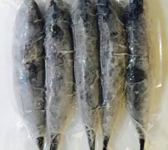 CENTURY TULINGAN BULLET TUNA